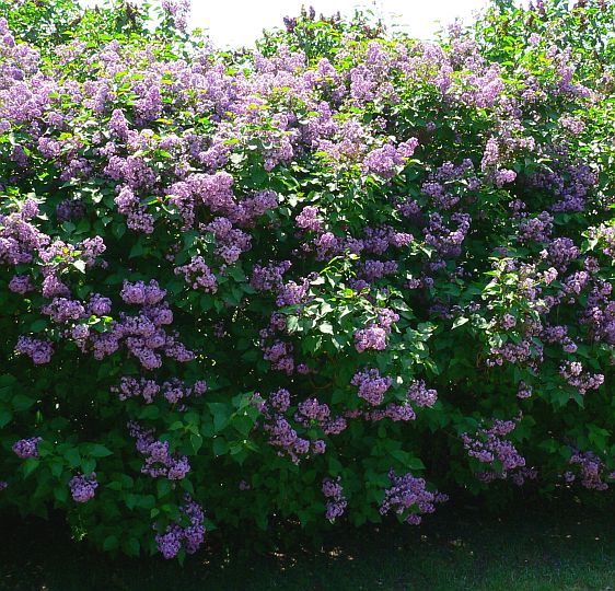 Syringa vulgaris 'Sensation'